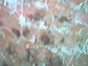 細菌消毒